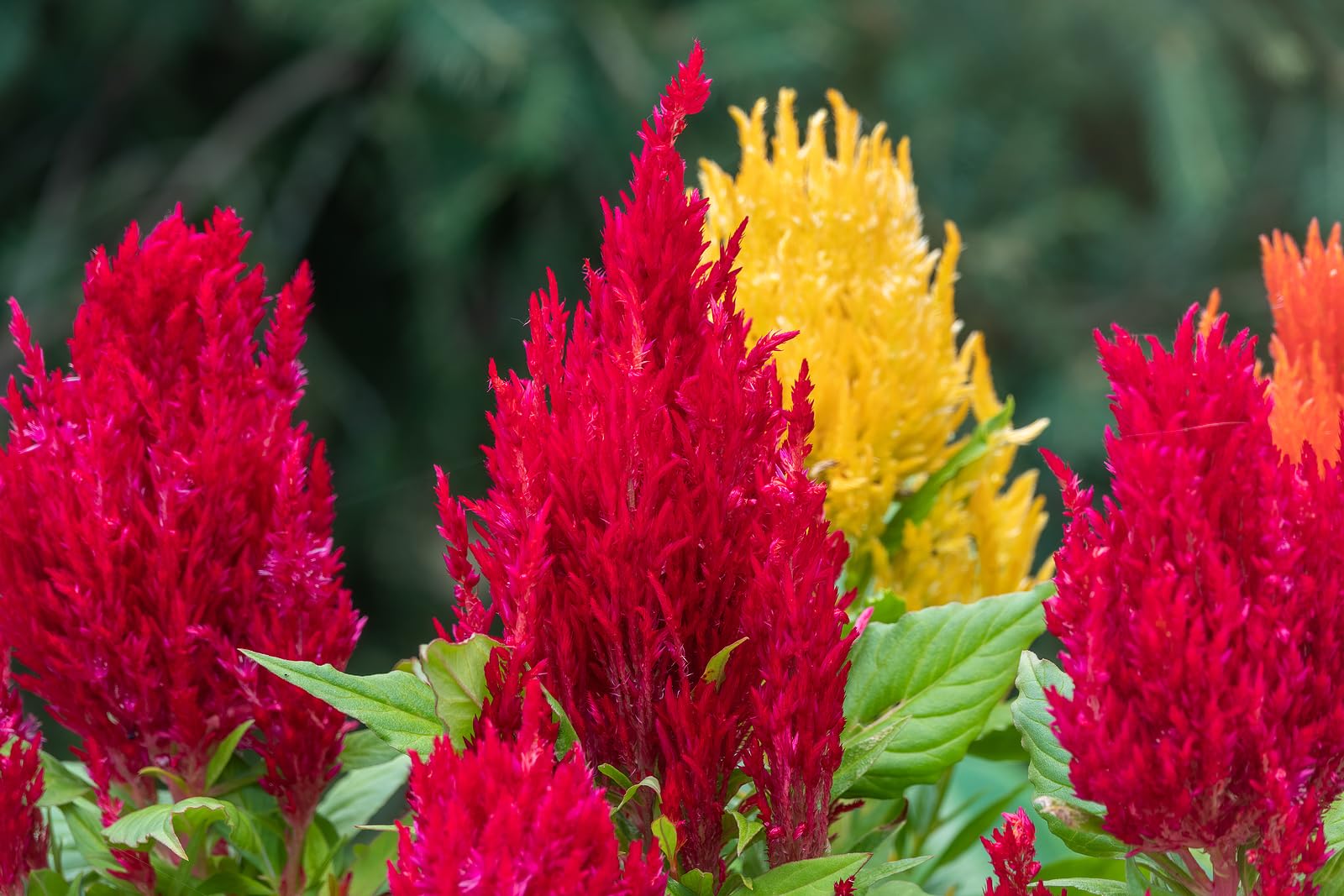 Wivolibe Celosia seeds staged indoors for spring germination guide.