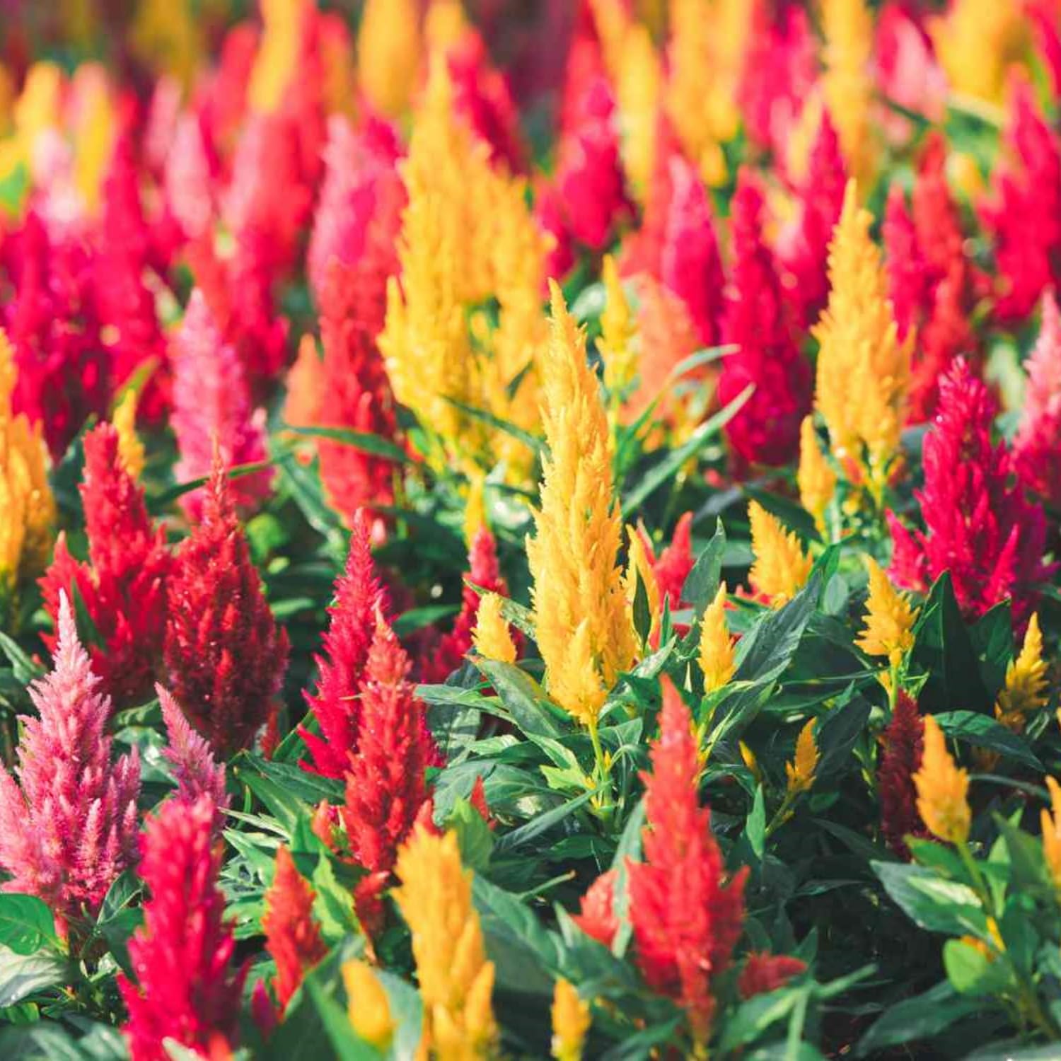Wivolibe Celosia plumes add bold color to garden beds and containers.