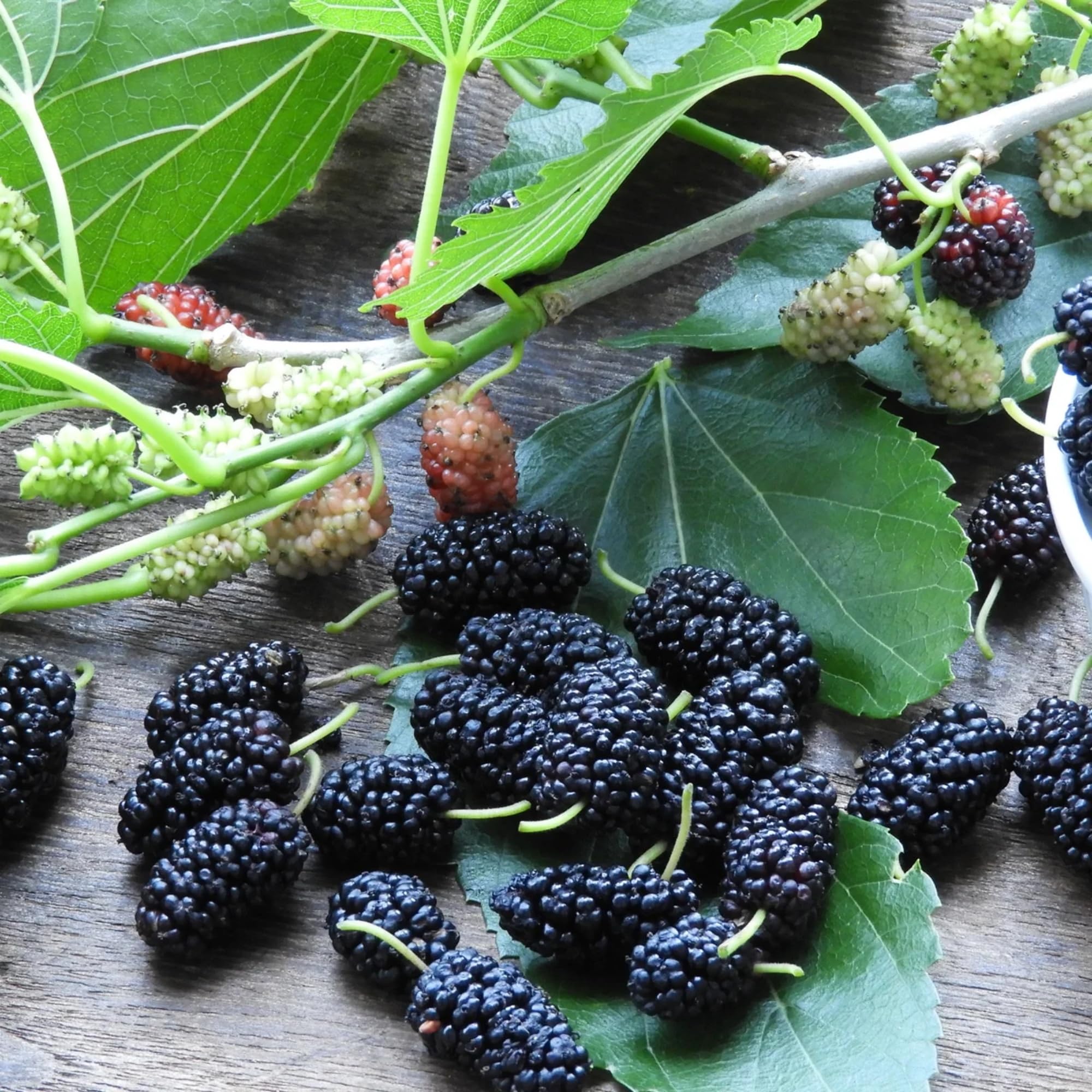 Wivolibe cherry seeds close-up, ready for small-space orchard or pots.