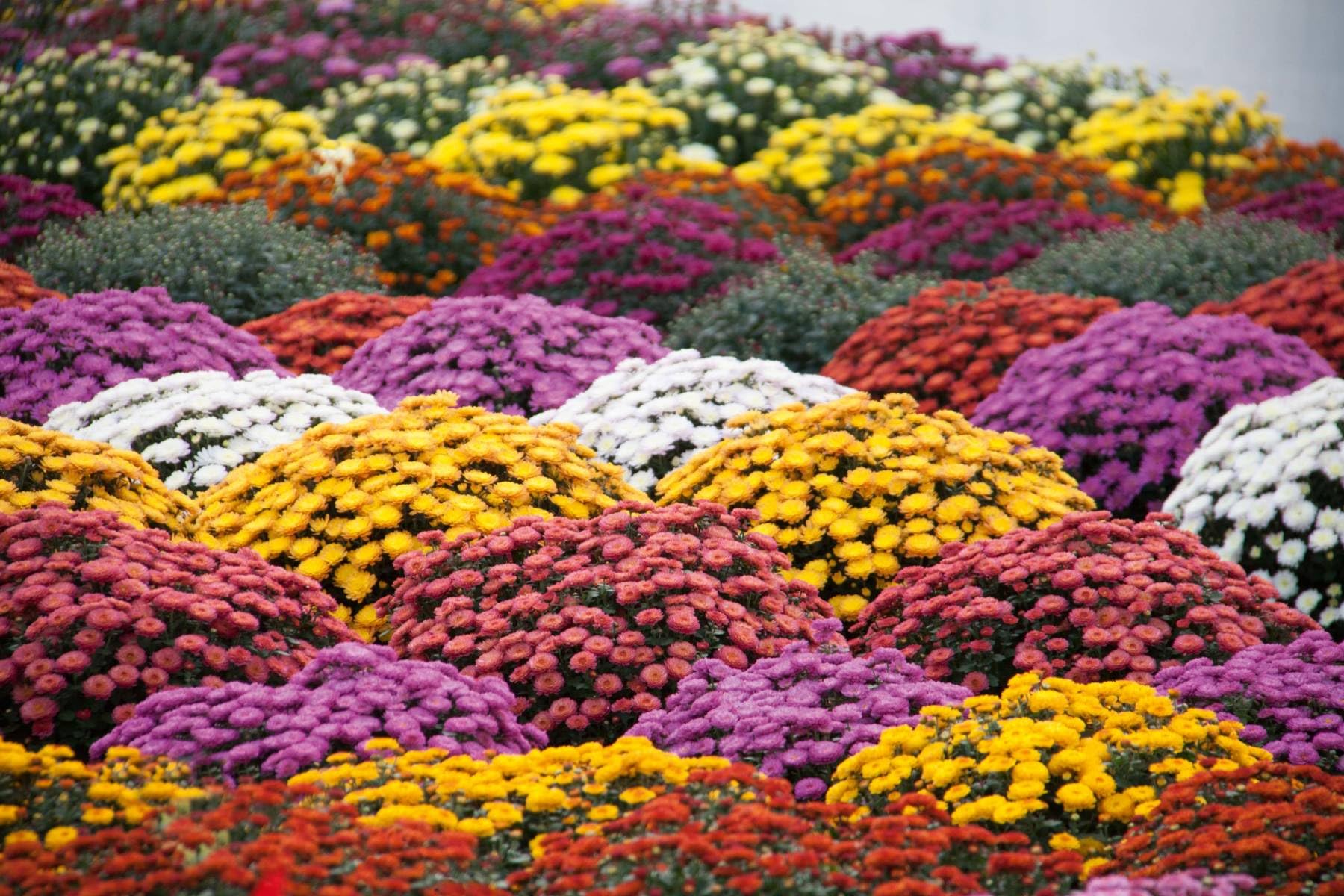 Wivolibe cut-chrysanthemum flowers suitable for bouquets and indoor arrangements.