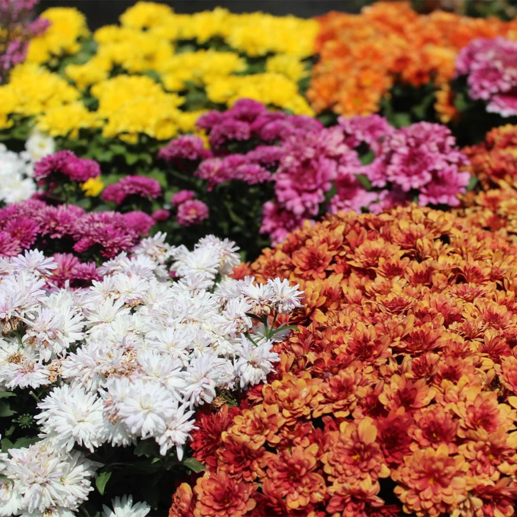 Wivolibe chrysanthemum ground-cover enhances landscape with low maintenance.