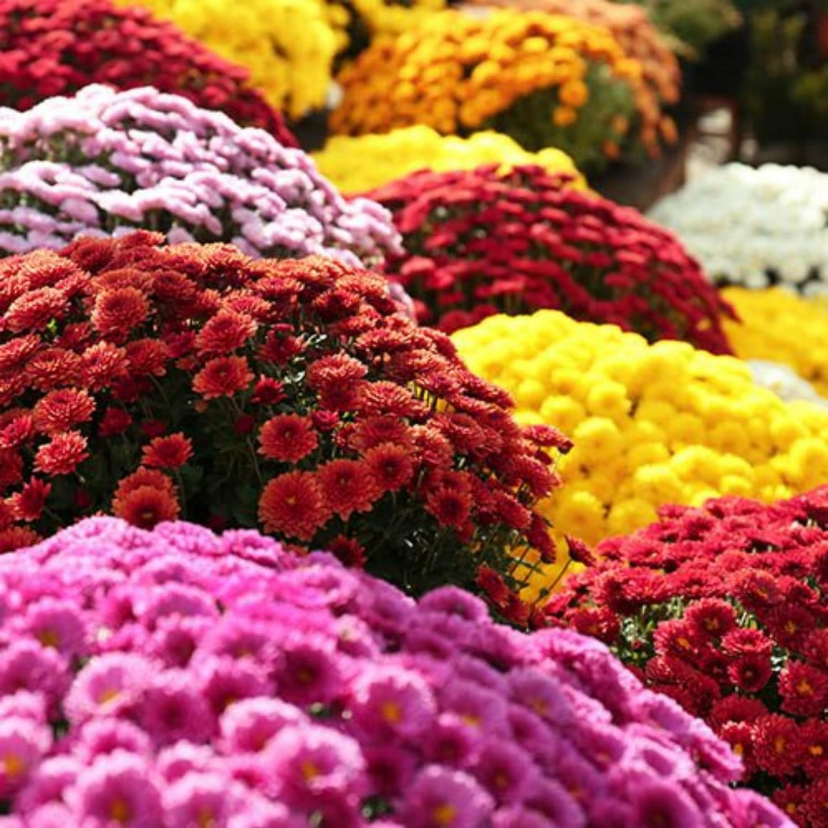 Wivolibe chrysanthemum seed pack for vibrant fall color.