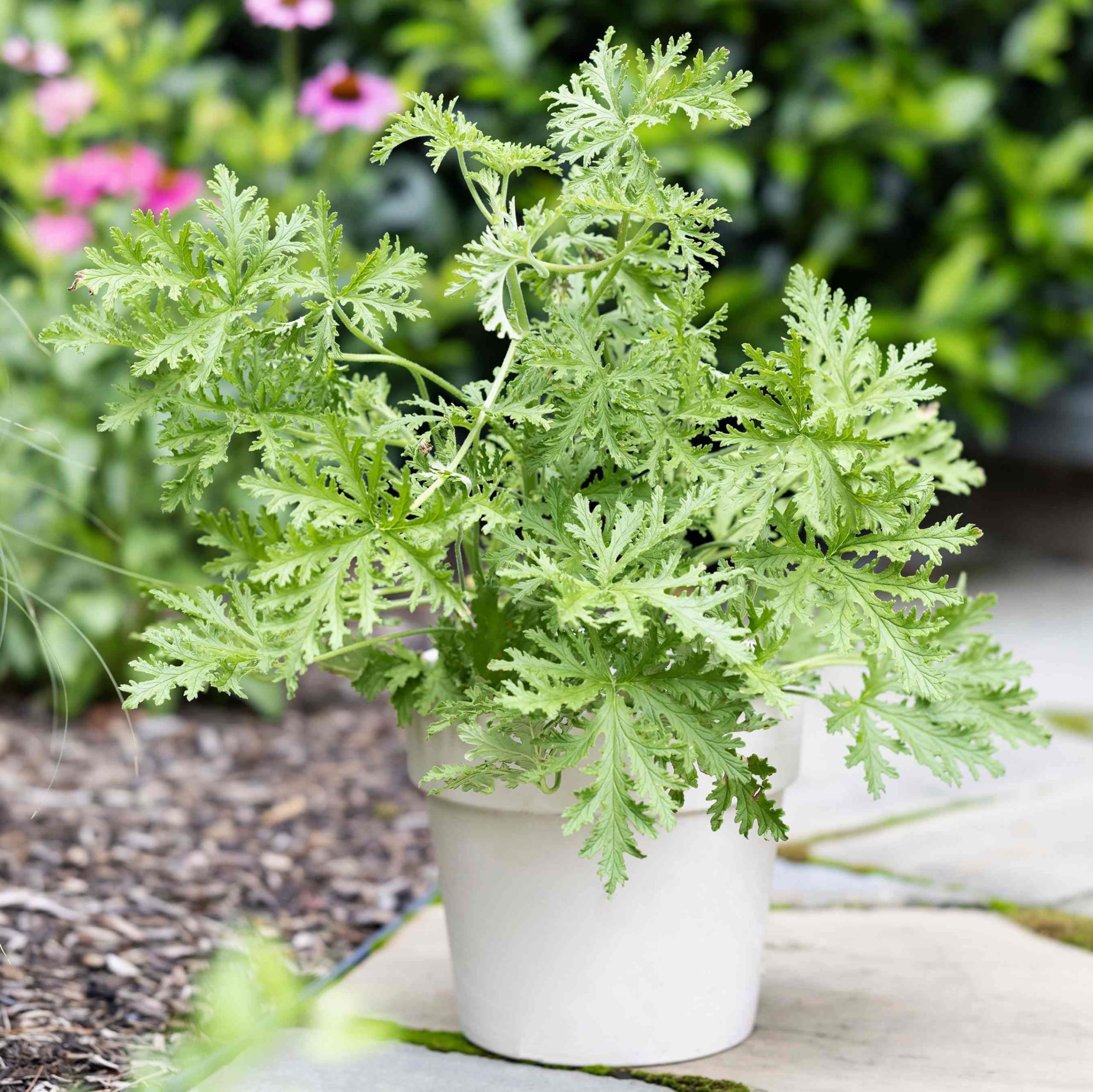 Wivolibe citronella garden border with fragrant foliage.
