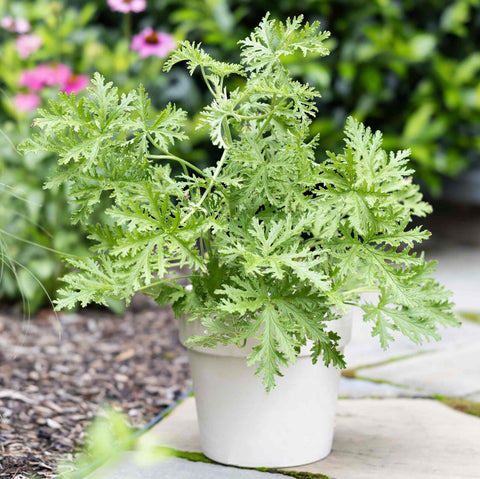 Wivolibe citronella garden border with fragrant foliage.