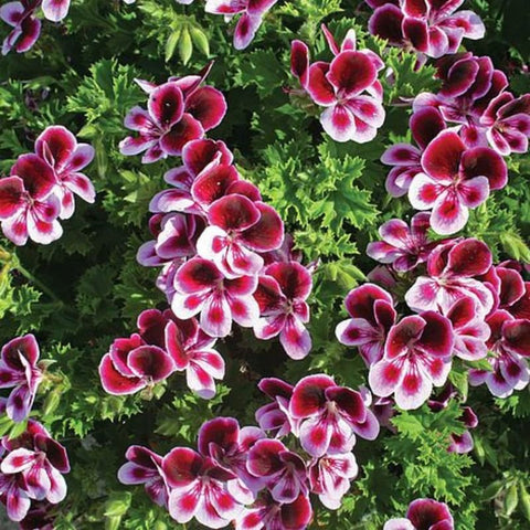 Wivolibe citronella geranium seeds closeup highlights non-GMO quality.