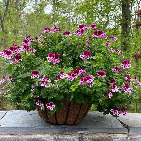 Wivolibe citronella plants mature in garden beds with fragrant foliage.