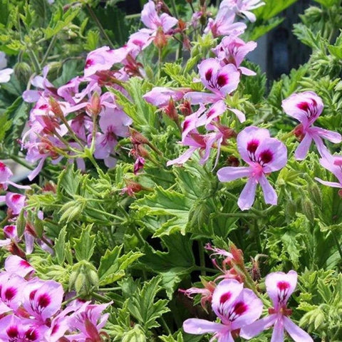 Wivolibe citronella seeds closeup, easy start for a fragrant herb garden.