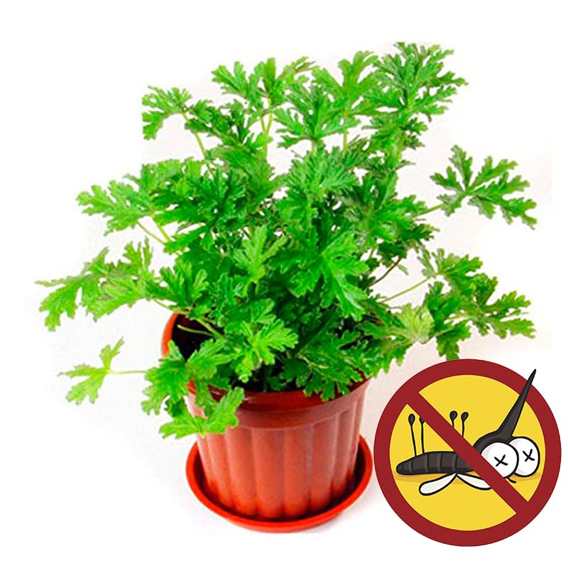Wivolibe citronella seeds in soil, easy perennials for borders and containers.