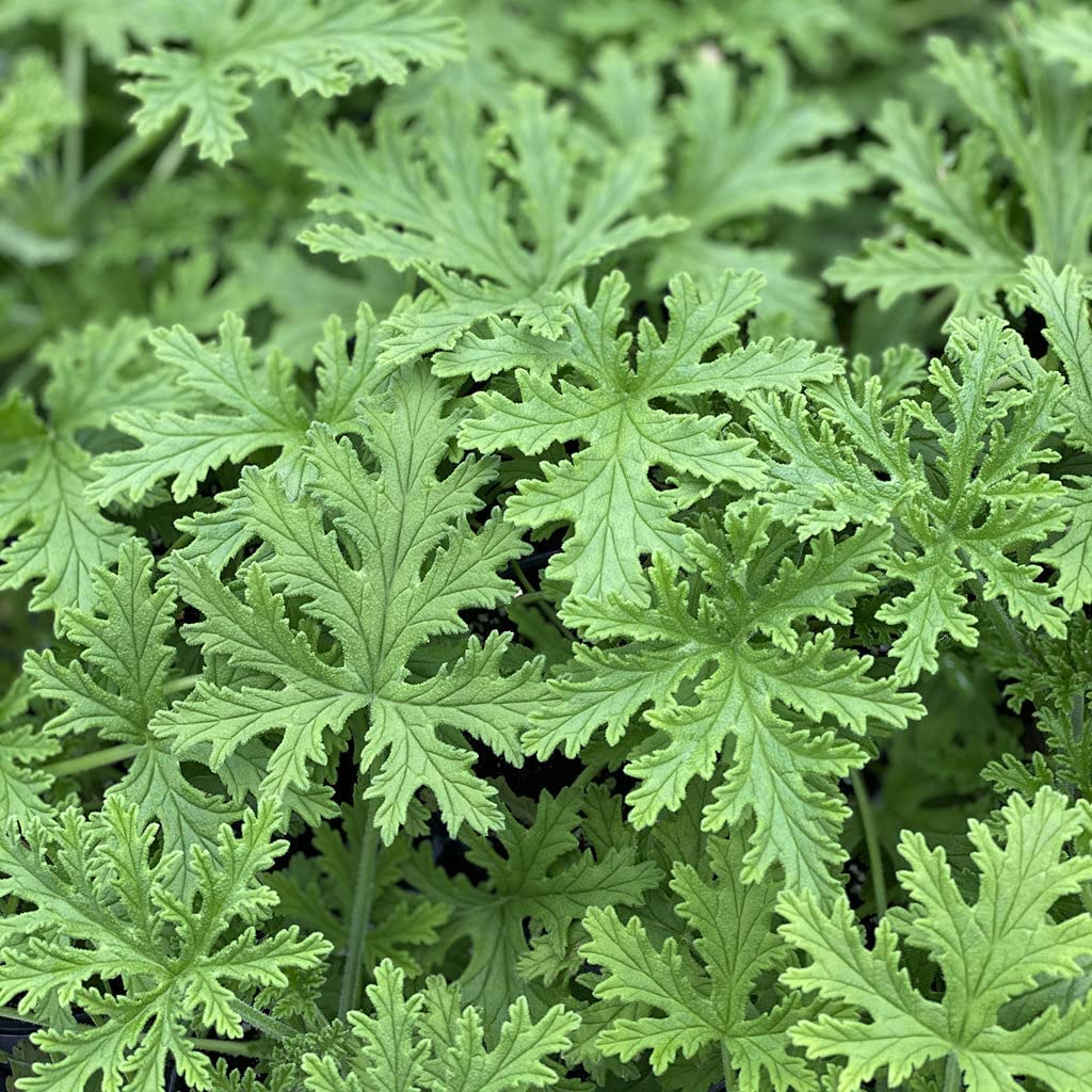 Wivolibe citronella seeds pack ready for garden planting with abundant potential for outdoor borders.