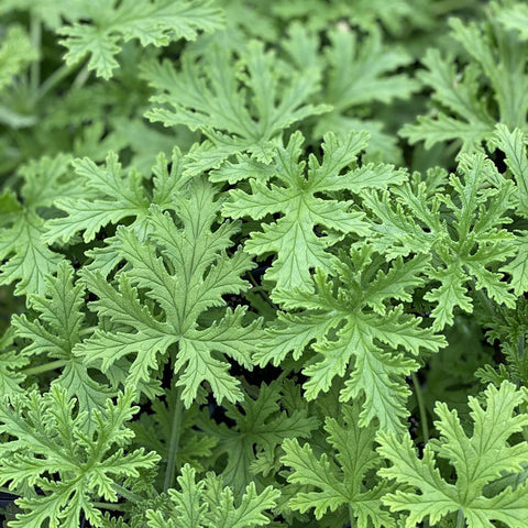 Wivolibe citronella seeds pack ready for garden planting with abundant potential for outdoor borders.