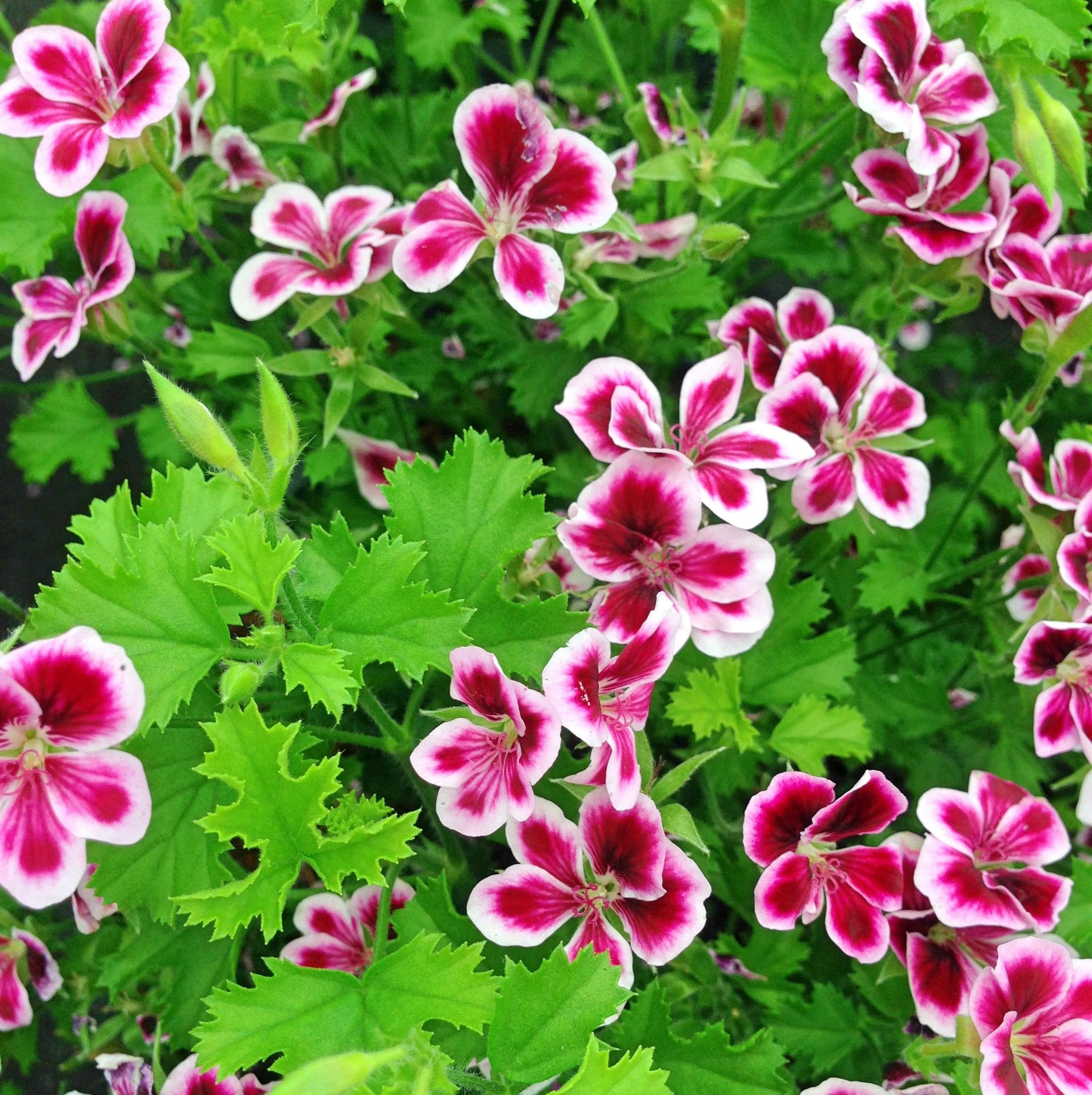 Wivolibe citronella seeds packaging image, ideal for starting a backyard herb garden.