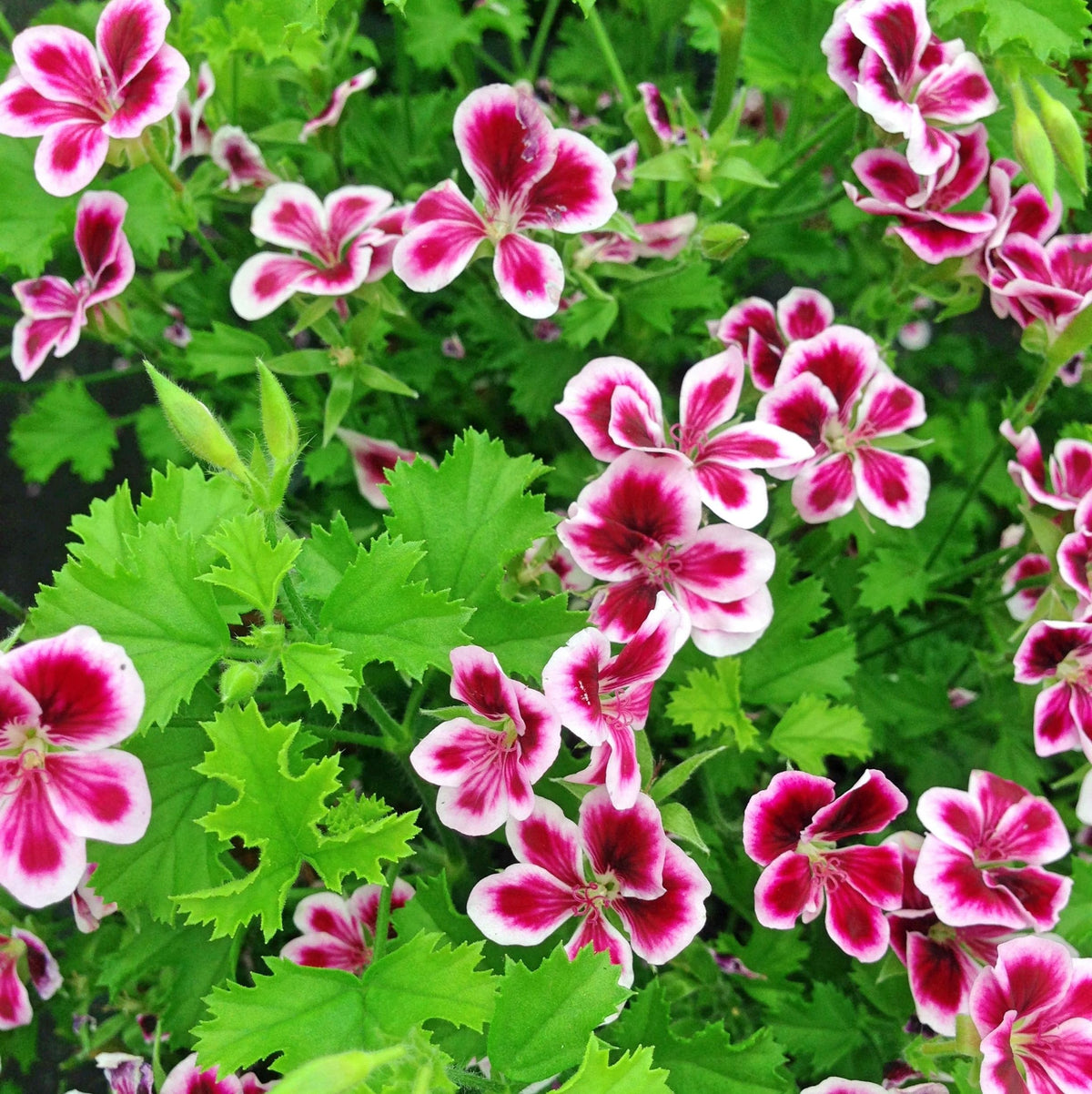 Wivolibe citronella seeds packaging image, ideal for starting a backyard herb garden.