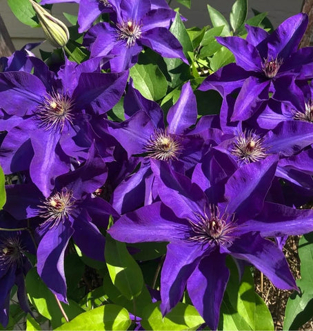 Wivolibe clematis climbing vine structure demonstrates vigorous twining habit for garden trellises