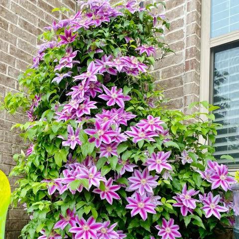 Wivolibe clematis seed viability storage guidance for longevity.