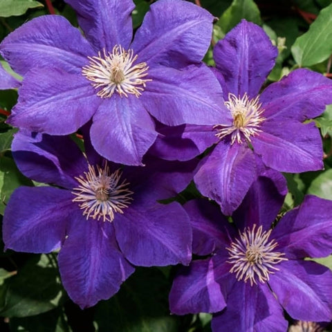 Wivolibe clematis seedling emerging shows sturdy growth potential for lush climbers