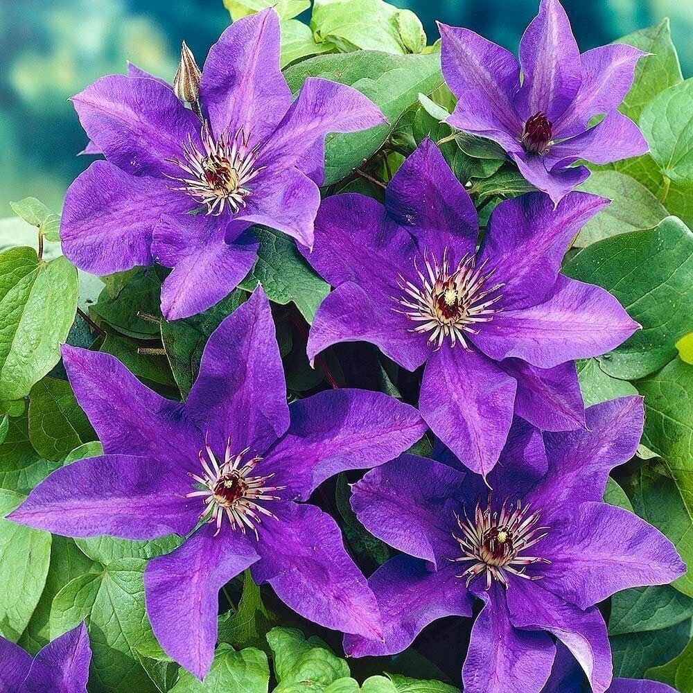 Wivolibe clematis seeds packaging closeup for garden planning and planting prep