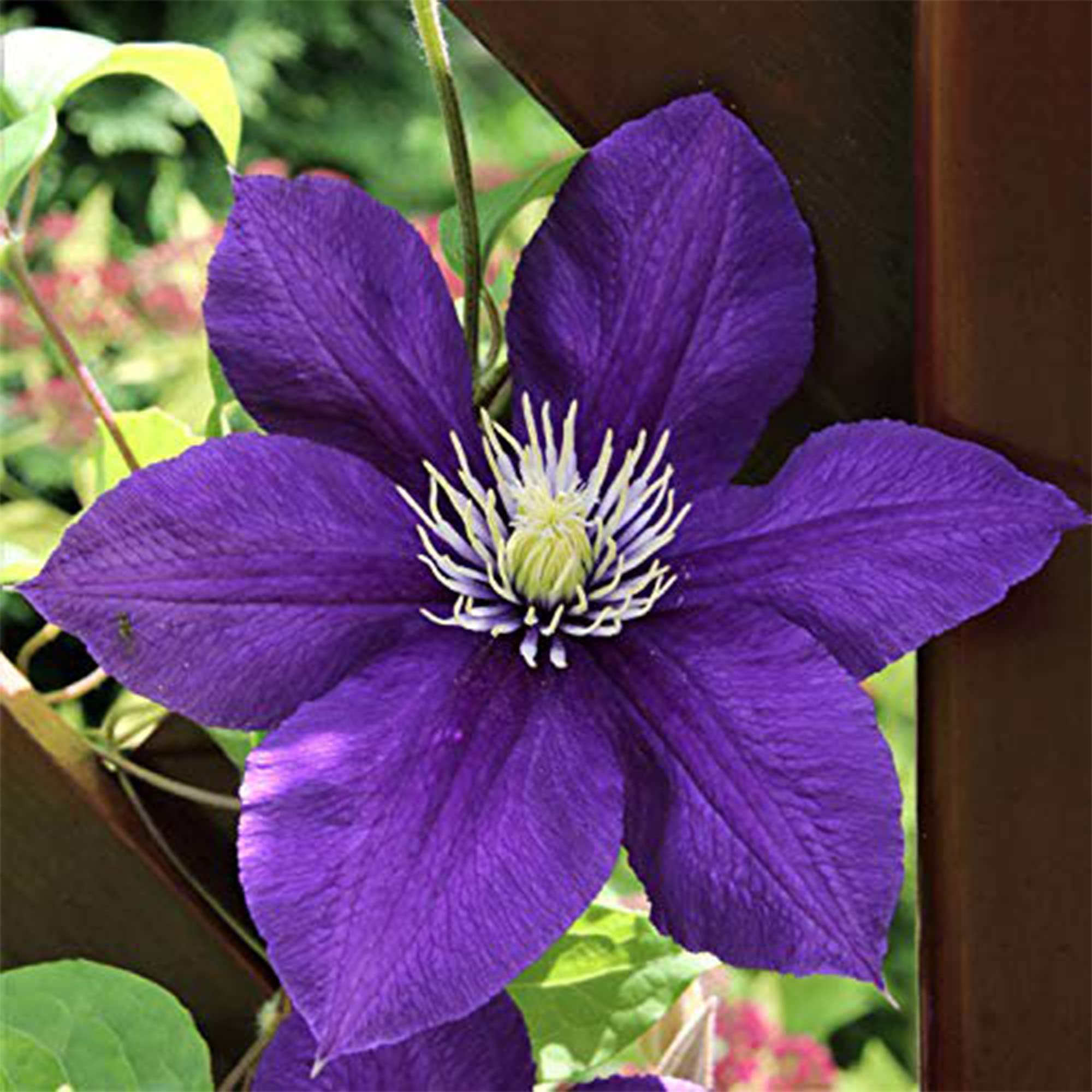 Wivolibe clematis seeds sowing view supports early-season planning and sowing success