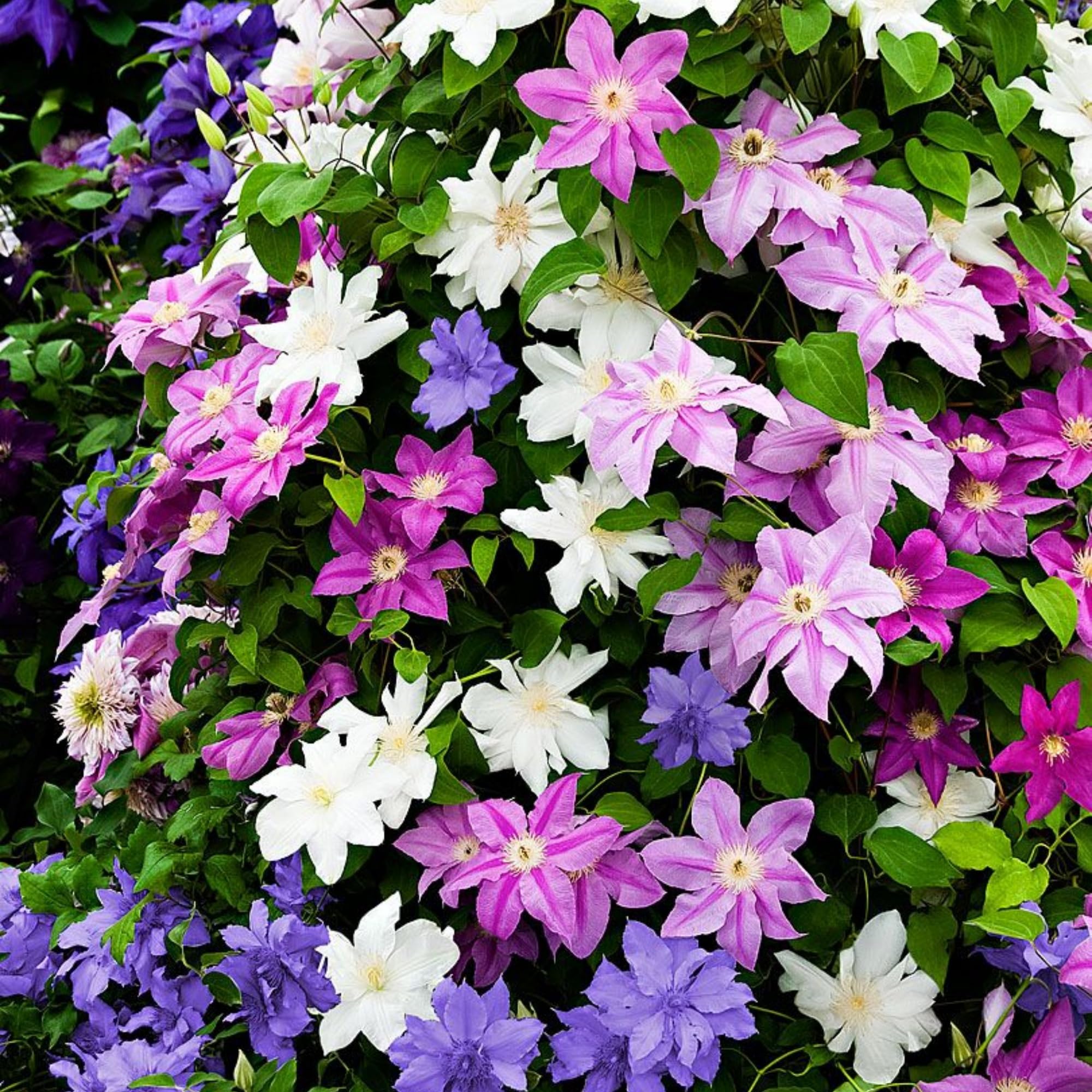 Wivolibe drought-tolerant clematis seeds for low-water gardens.