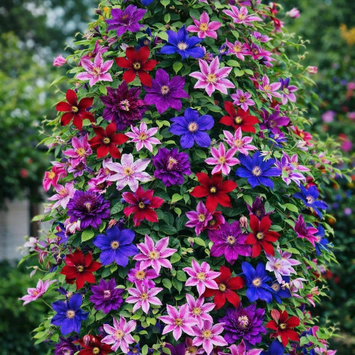 Wivolibe Clematis seeds deliver vibrant mixed-color blooms for colorful garden displays.