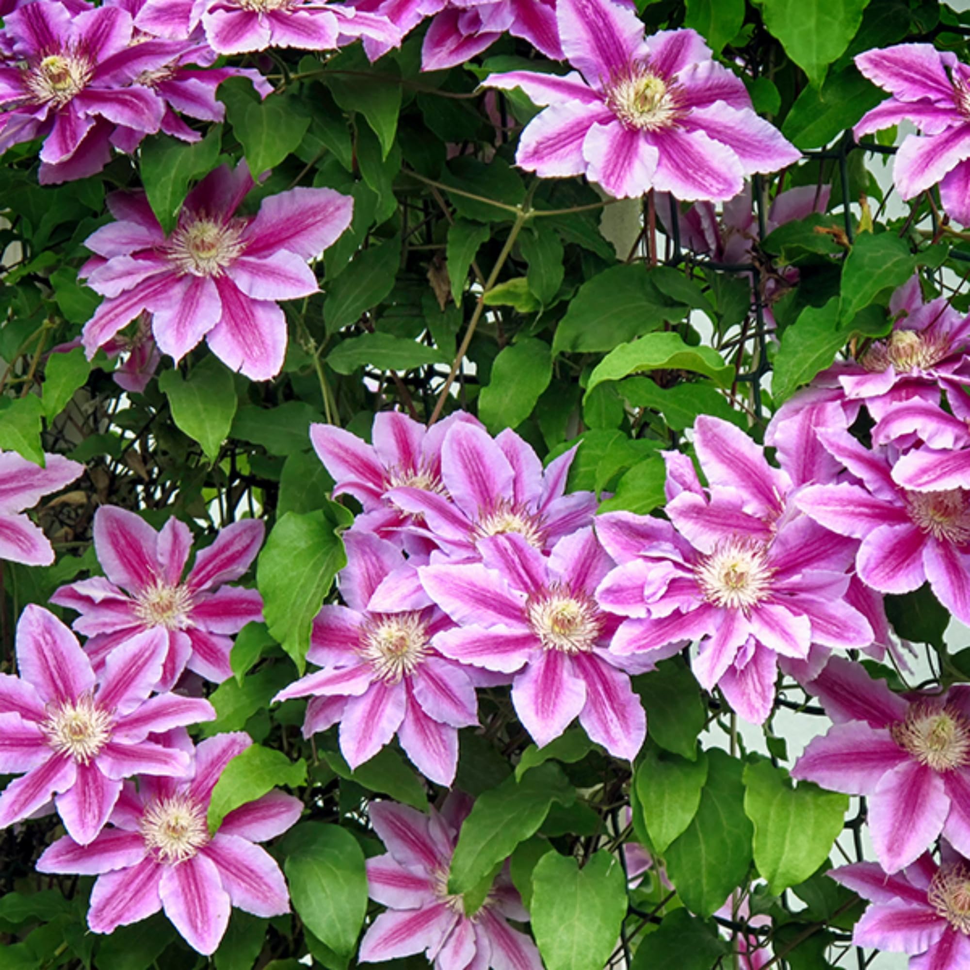 Wivolibe climbing clematis blooms on trellis for vertical color.