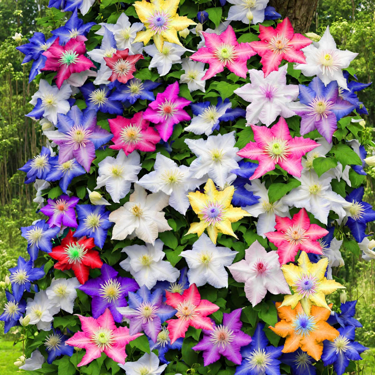 Wivolibe climbing clematis seeds in mixed colors for outdoor planting.