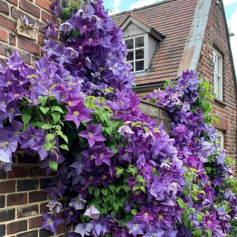 Wivolibe climbing clematis vines on a trellis.