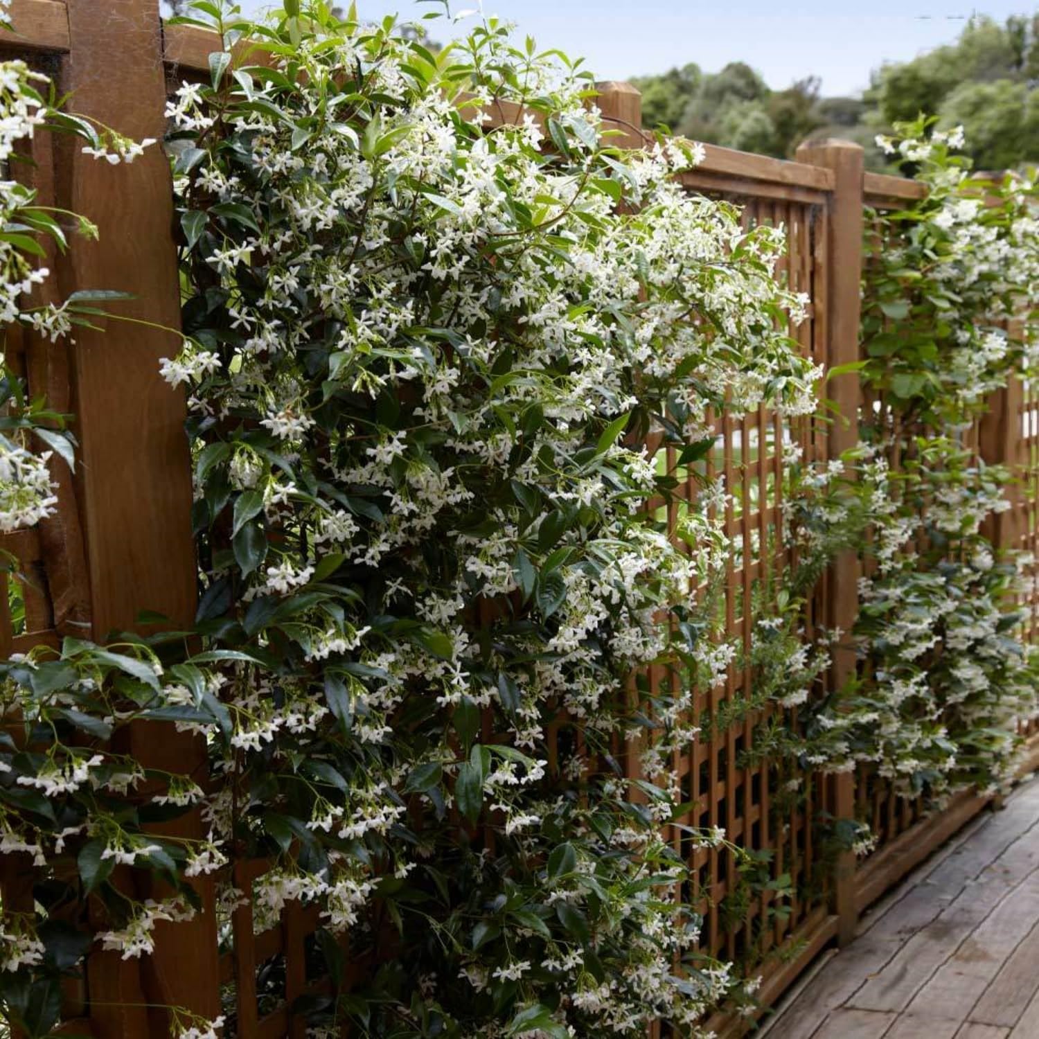 Wivolibe climbing jasmine vine on trellis adds balcony charm