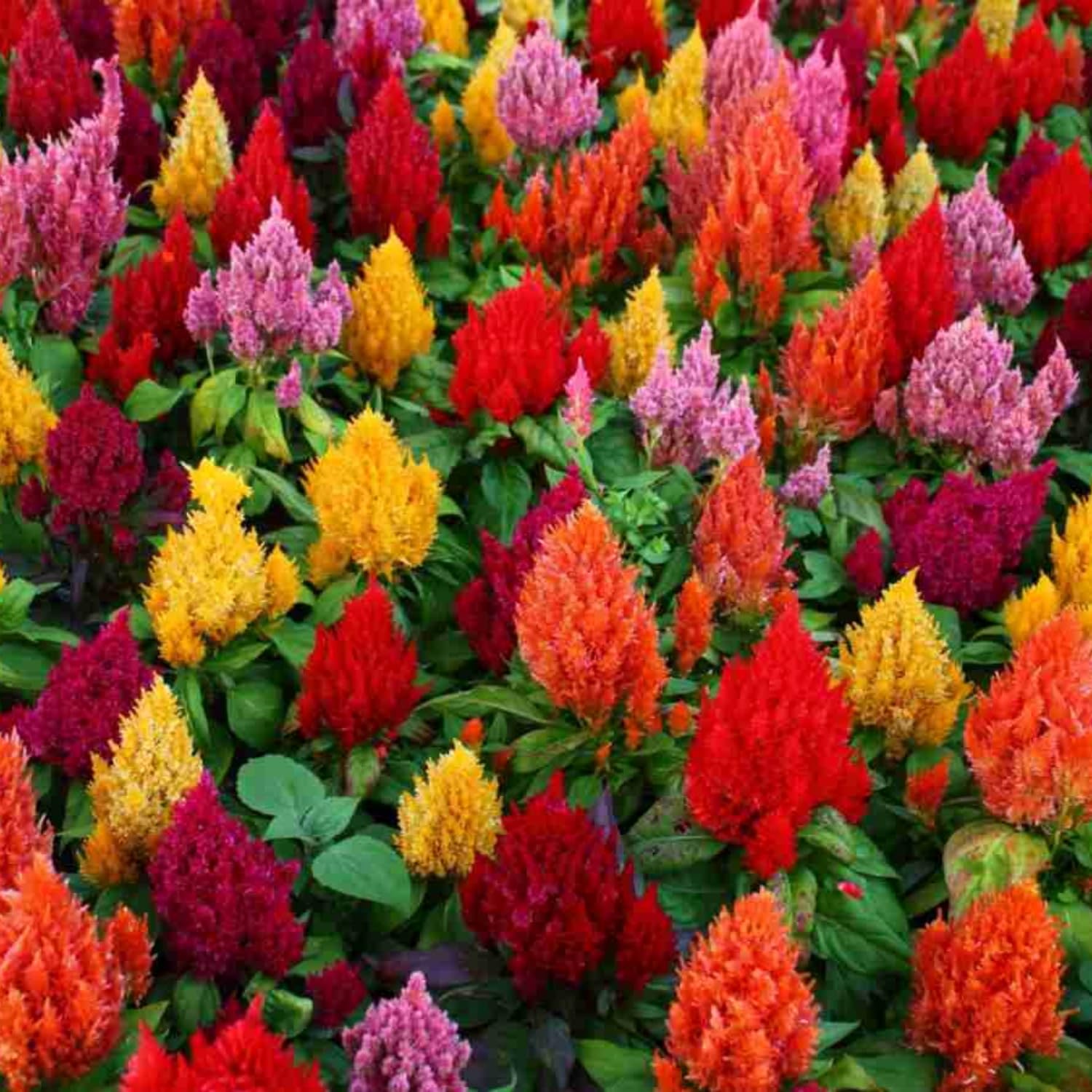 Wivolibe Cockscomb Woolflower forms tall borders with vibrant blooms.