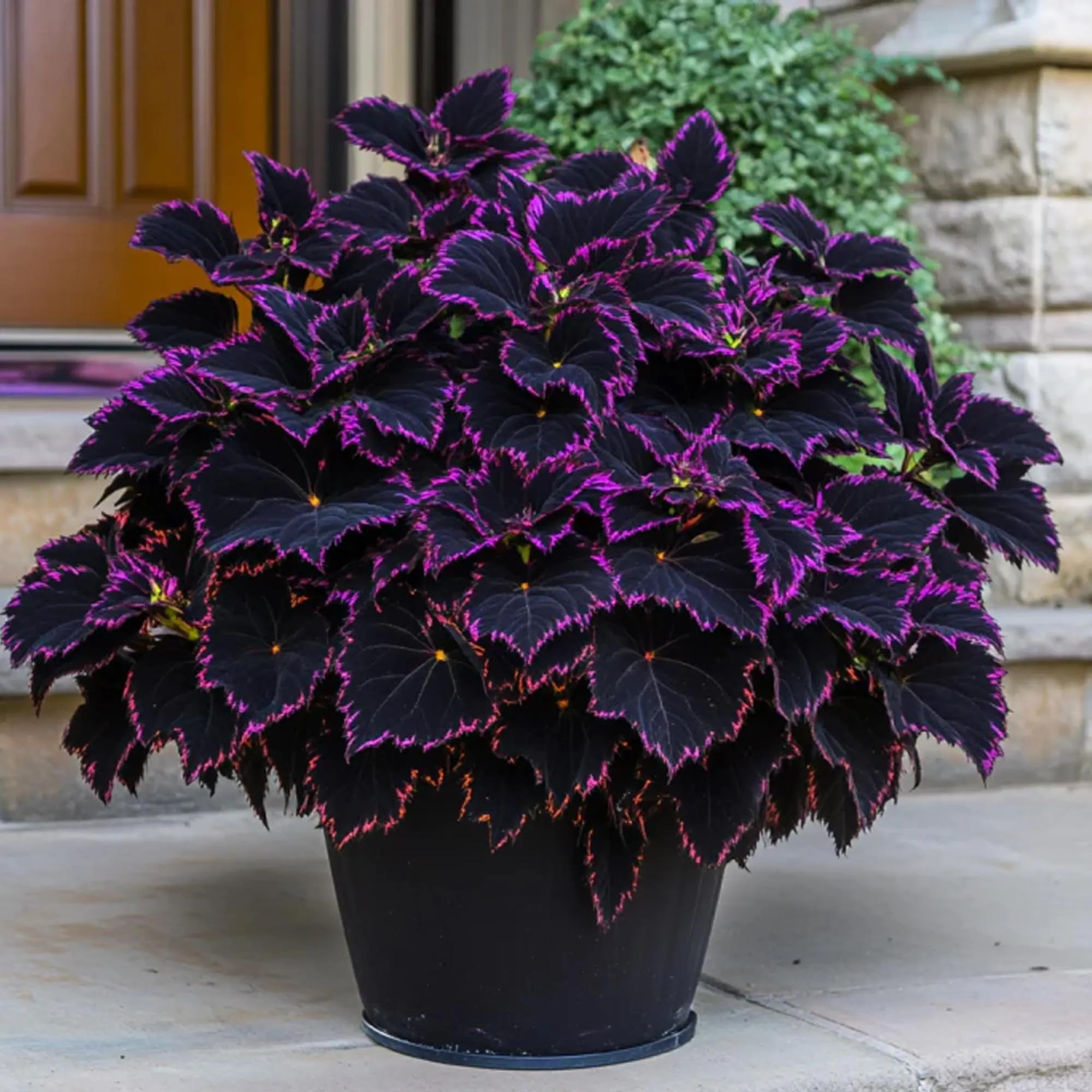 Wivolibe Coleus seeds indoors for containers provide easy color.