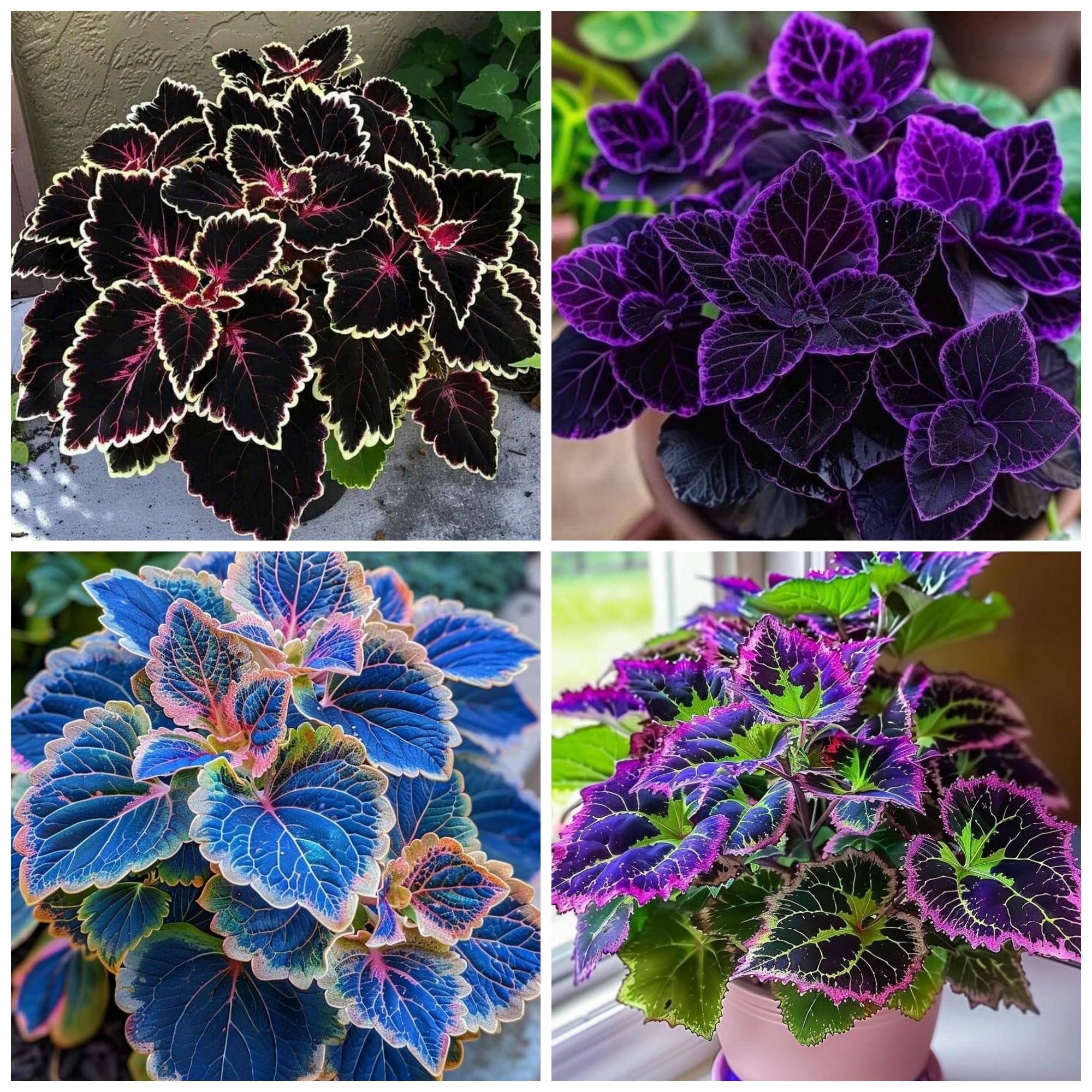 Wivolibe Rainbow Coleus seeds mix for garden beds adds vibrant foliage.