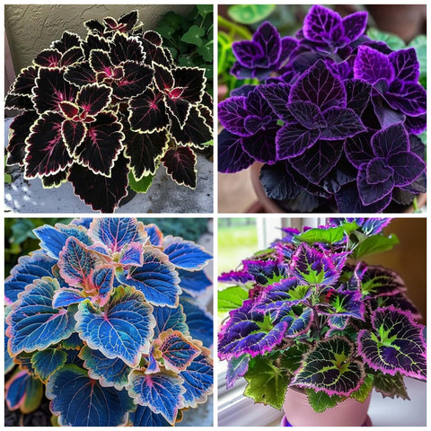 Wivolibe Rainbow Coleus seeds mix for garden beds adds vibrant foliage.
