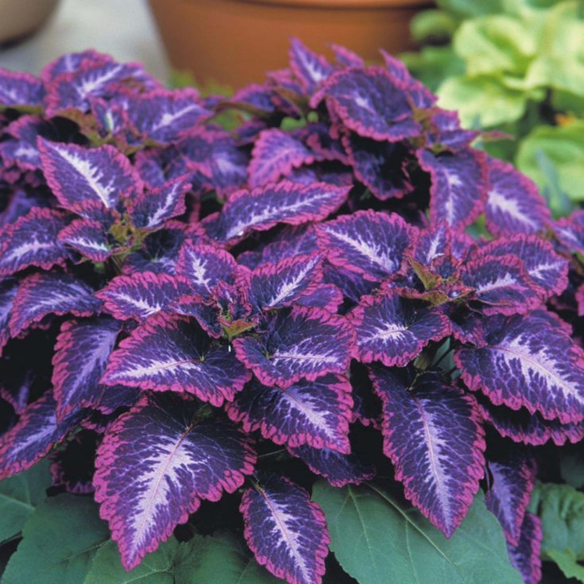 Wivolibe Coleus seeds outdoors brighten patios and borders.