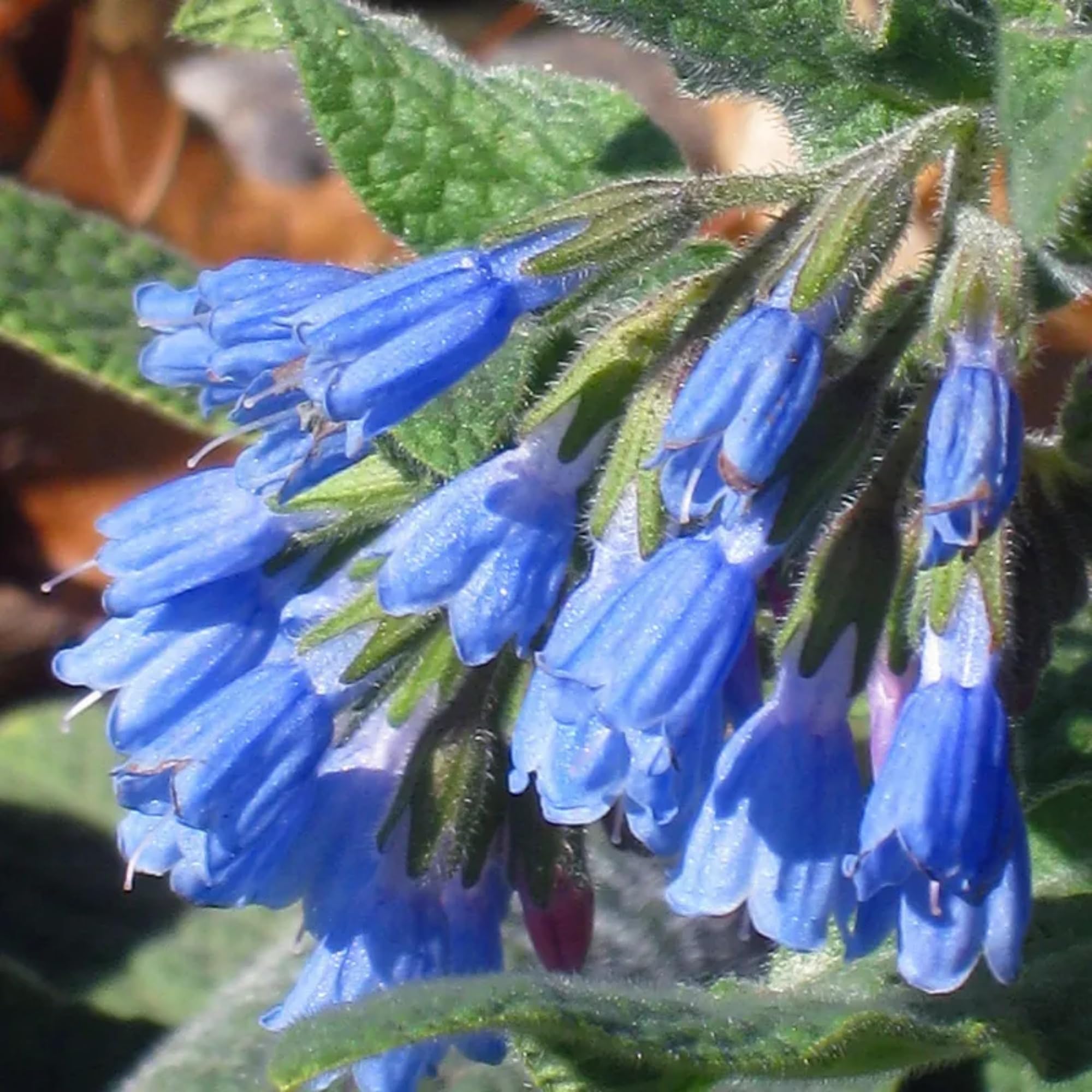 Wivolibe comfrey seeds garden-bed with tall foliage.