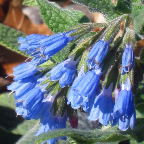 Wivolibe comfrey seeds garden-bed with tall foliage.