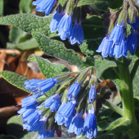 Wivolibe comfrey seeds germination close-up for healthy start.