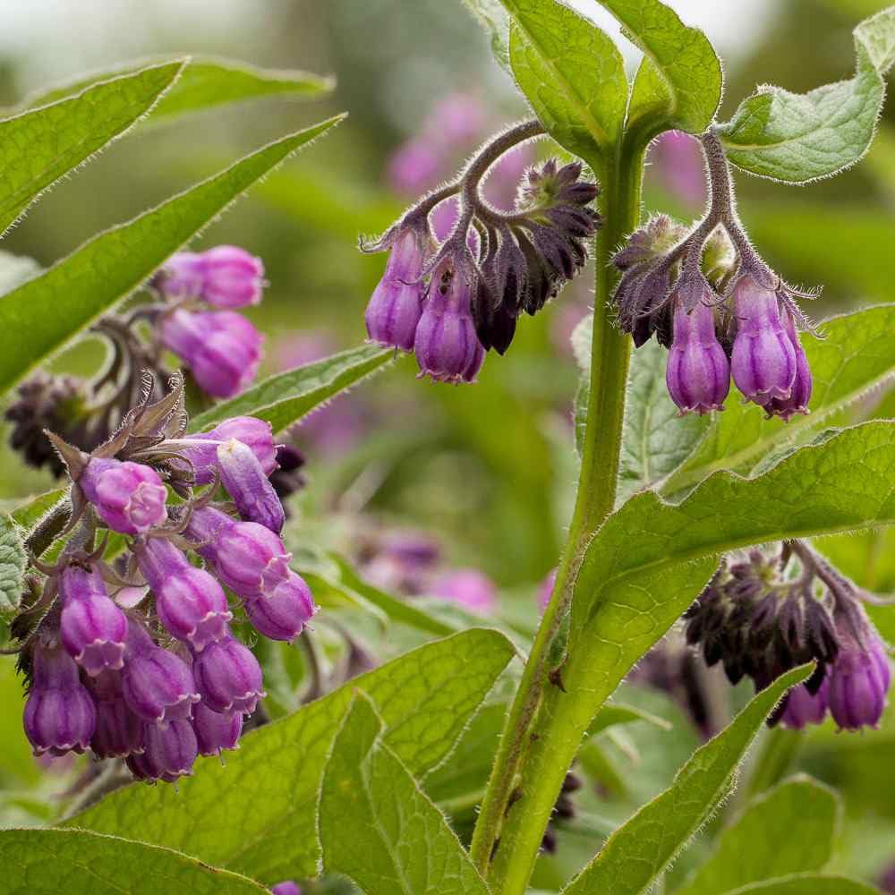 Wivolibe comfrey seeds mulch-use supports soil health.