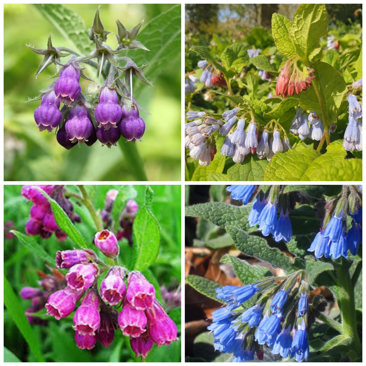 Wivolibe comfrey seeds seed pack shows easy-to-grow heirloom variety.