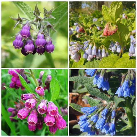 Wivolibe comfrey seeds seed pack shows easy-to-grow heirloom variety.