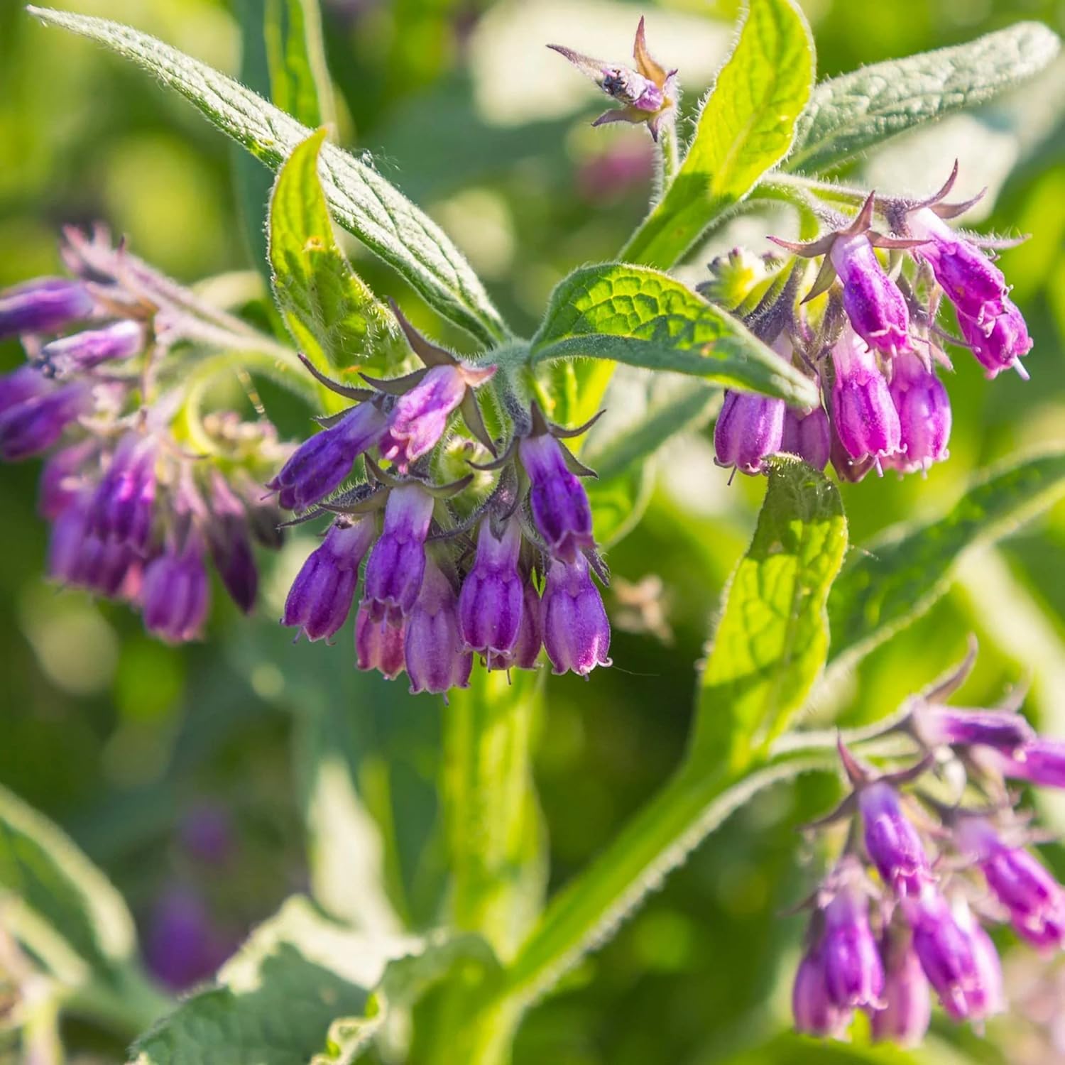 Wivolibe comfrey seeds young-plant developing in bed.