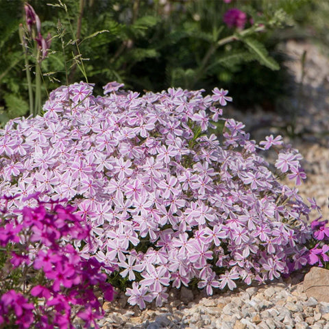 Wivolibe compact ground-cover phlox low-growing border plant