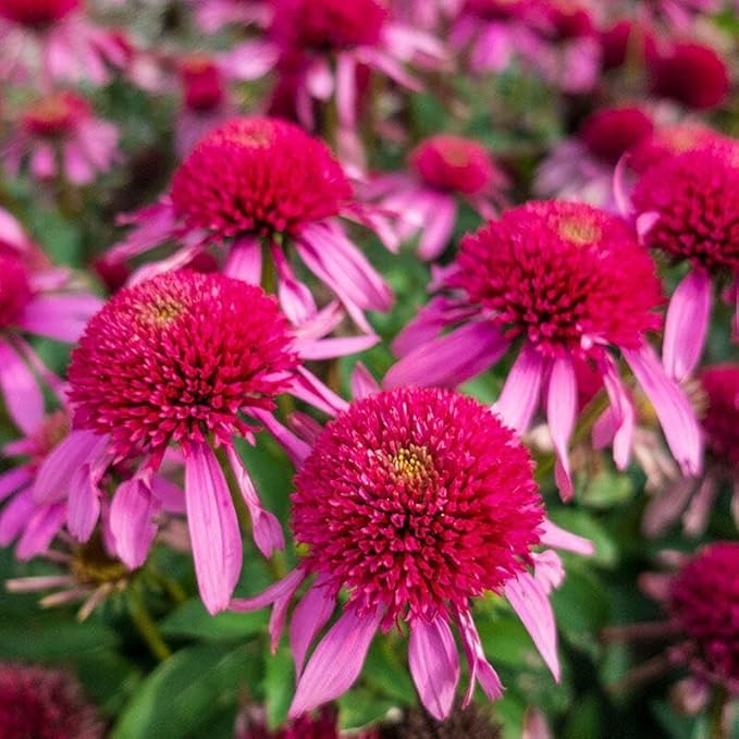 Wivolibe coneflower seedlings in starter pots receiving moisture and feeding guidance.