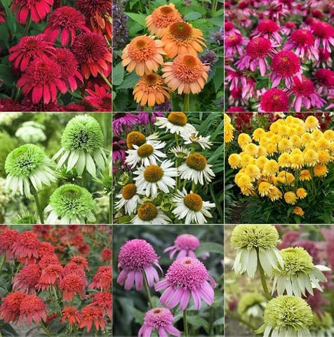 Wivolibe coneflower seeds collection in a packet for colorful perennial blooms.