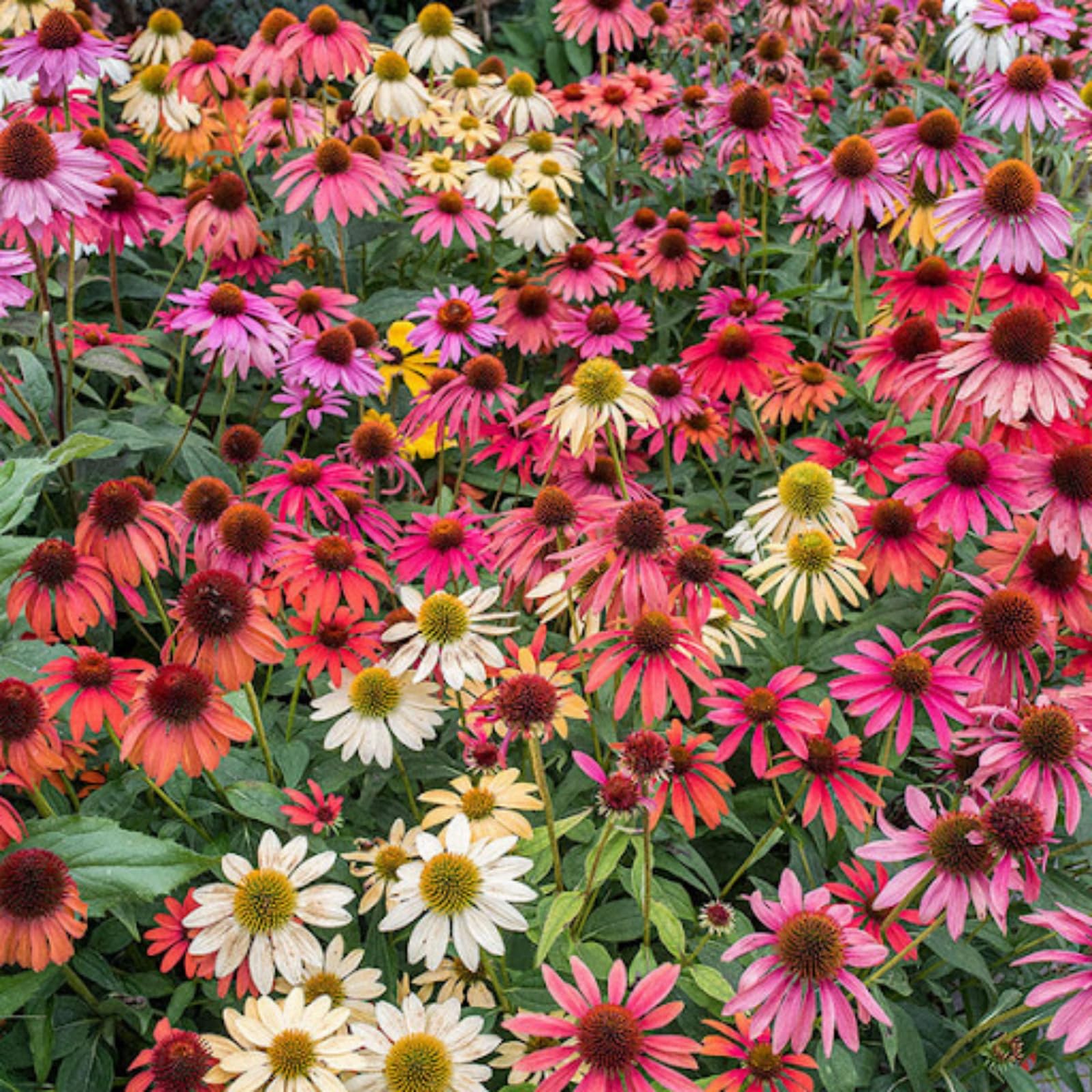 Wivolibe coneflower seeds ideal for cut flowers and long-lasting arrangements