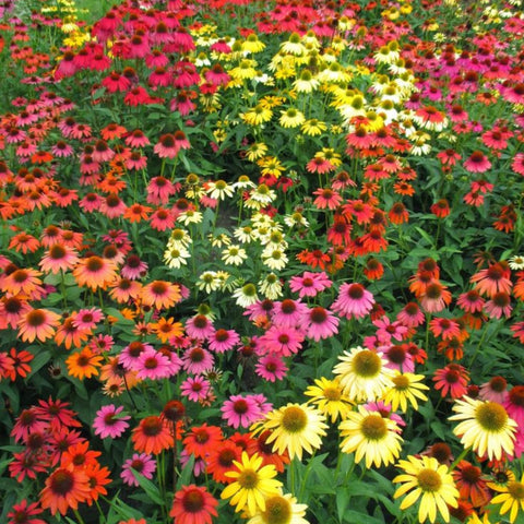 Wivolibe coneflower seeds daisy-like lavender petals ready for garden