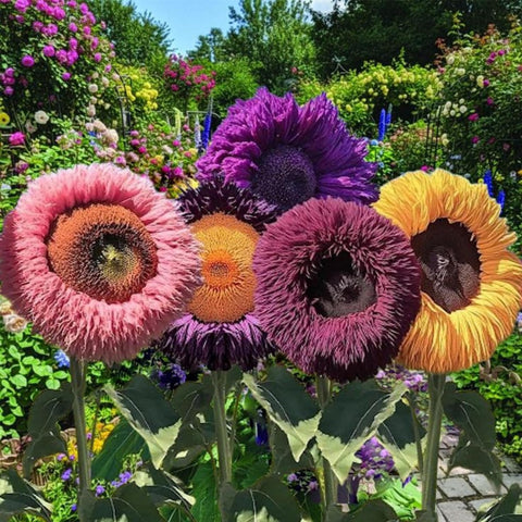 Wivolibe container-garden sunflowers enable compact, decorative planting.