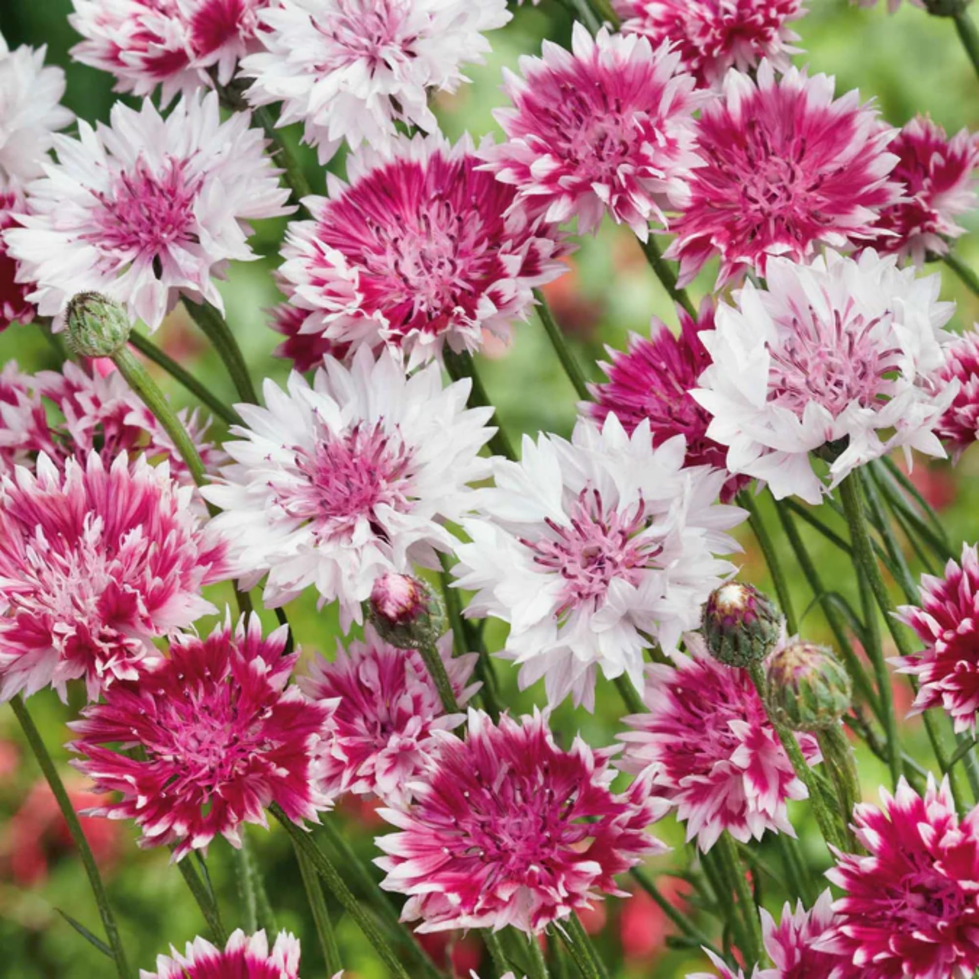 Wivolibe cornflower seeds for cut flowers, ideal for fresh bouquets.