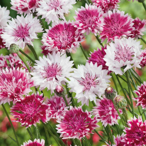 Wivolibe cornflower seeds for cut flowers, ideal for fresh bouquets.