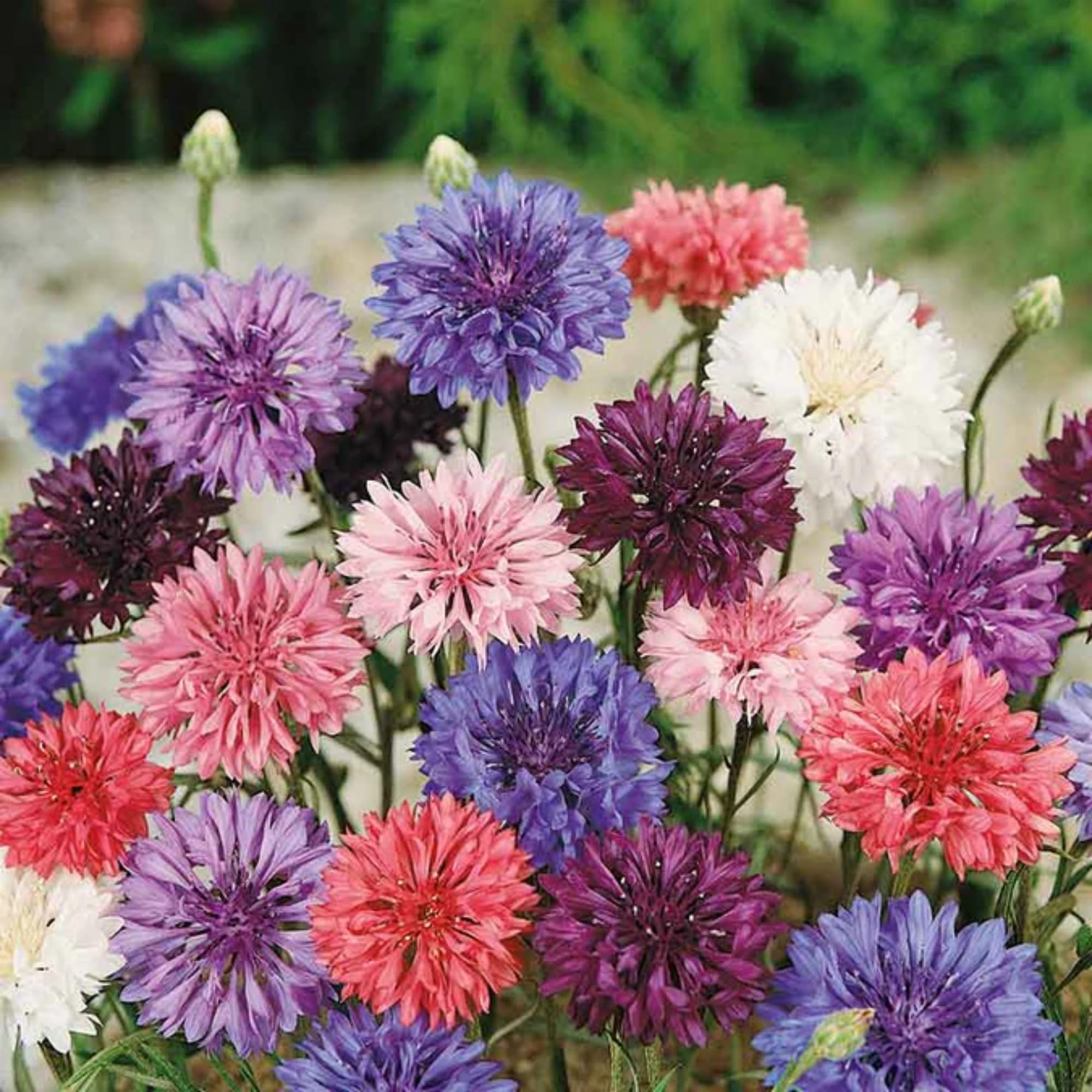 Wivolibe cornflower seeds for dried flower arrangements with lasting blue tones.