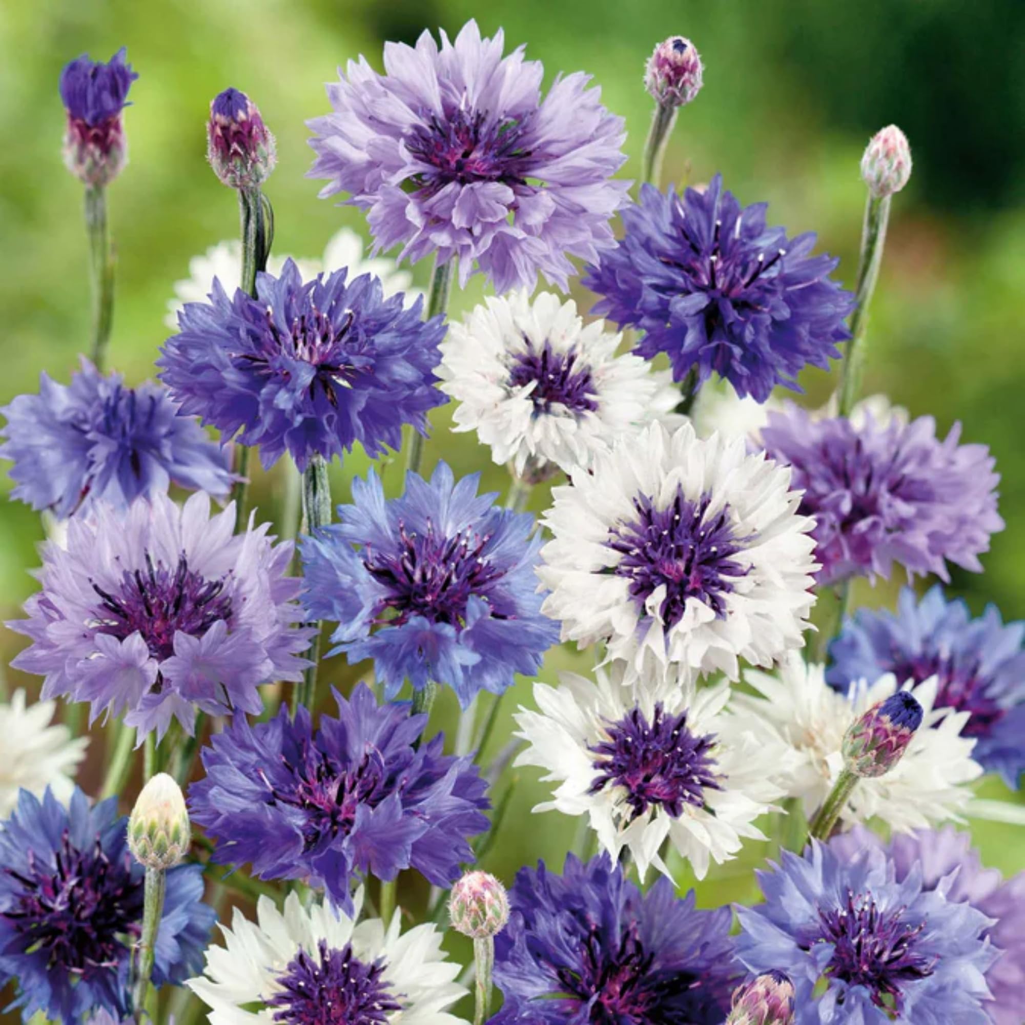 Wivolibe cornflower seeds thrive in full sun for home garden beds.