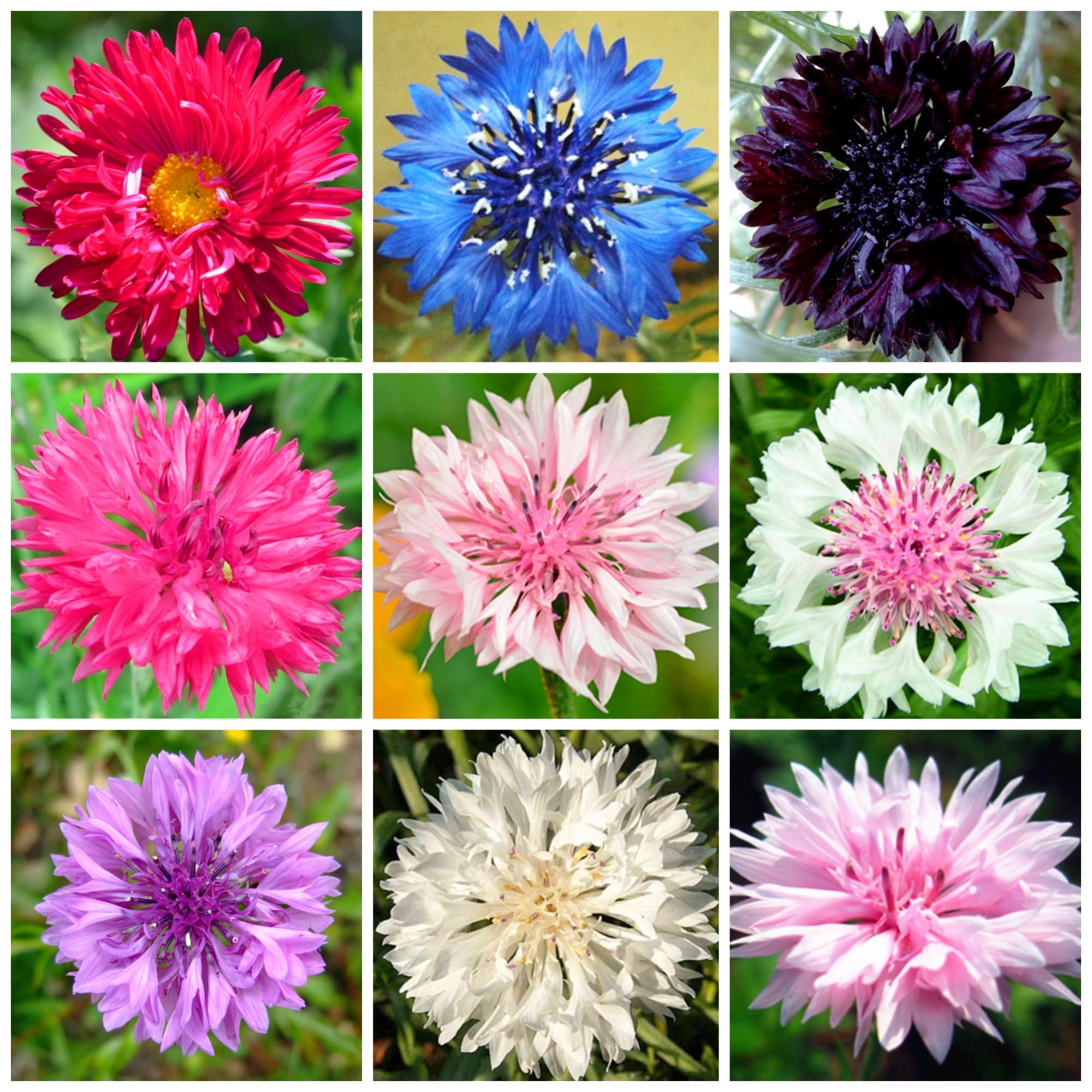 Wivolibe cornflower seeds for mass planting to create a bold color border.
